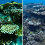Uma onda de calor marinha mais longa tornou o pior dos piores da alcyalis infectando coisas no registro da Austrália Ocidental, de acordo com um novo relatório científico.