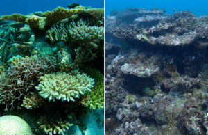 WA permite o pior branqueamento de Alcyalis no registro depois de uma onda de calor marinha grave Uma onda de calor marinha mais longa tornou o pior dos piores da alcyalis infectando coisas no registro da Austrália Ocidental, de acordo com um novo relatório científico.