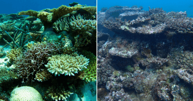 Uma onda de calor marinha mais longa tornou o pior dos piores da alcyalis infectando coisas no registro da Austrália Ocidental, de acordo com um novo relatório científico.