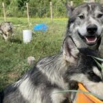 Um homem fica ao lado do portão da fazenda em sua propriedade com um banner que defende seus lobos.