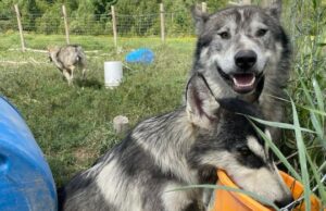 Wahnapitae Man não é capaz de matar seus lobos híbridos no MNR Um homem fica ao lado do portão da fazenda em sua propriedade com um banner que defende seus lobos.