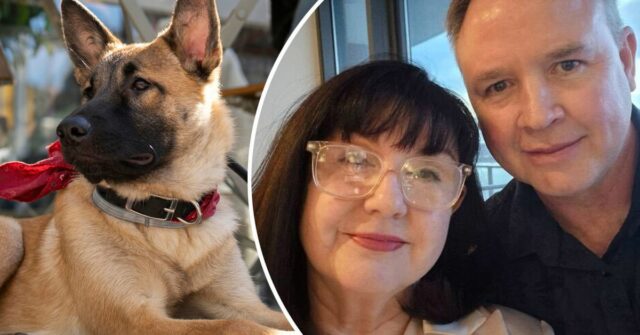 Shellie Holmes e Matt Huey querem novas regras introduzidas em cães em locais públicos.