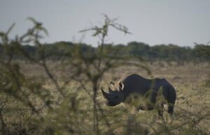 A Floresta Nacional de Etosha da Namíbia, lar para prejudicar seriamente o rinocoso negro, engolido em incêndio maciço Rinoceronte na planície com vegetação em primeiro plano