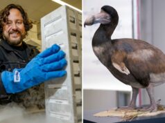 A Texas Company faz grande avanço na descrição do pássaro Dodo Ben Lamb segurando um rack de amostras em nitrogênio líquido.