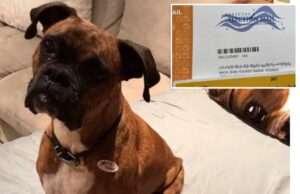 A mãe de cães da Califórnia, enfrentando acusações criminais por registrar seu cão para votar, votando 2 cédulas Cachorro usando um