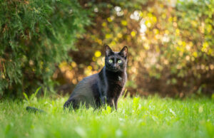 A porta do proprietário das folhas abertas durante a noite- a webcam de segurança revela que o gato de estimação comemorado A porta do proprietário das folhas abertas durante a noite- a webcam de segurança revela que o gato de estimação comemorado