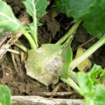 A produção de canola está sendo colocada em risco de más práticas de fungicida onfarm
