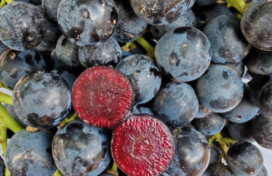 All ‘Superfruit’ da M&S pode melhorar sua saúde e resistência do trato digestivo Isso estará nas prateleiras por apenas um tempo limitado. (Marcas e Spencer).