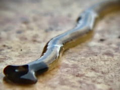 As autoridades lançam alerta em meio à propagação preocupante de ‘Wormhead de martelo’ venenoso: ‘Não os esmaga ou reduz -os’ Yahoo news home