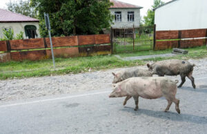 As autoridades lançam vários porcos nas comunidades para combater o risco perigoso: ‘lembre-se de manter um alcance livre de risco’ Yahoo news home