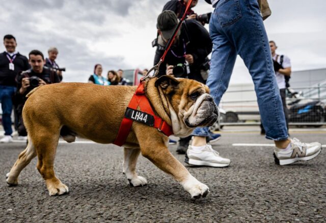 Lewis Hamilton's dog Roscoe