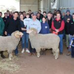 As médias aumentaram uma quantia enorme para esta pesquisa Merino e Merino Sale