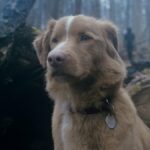 Assustador excelente trailer de menino vai pedir: o animal de estimação passa?