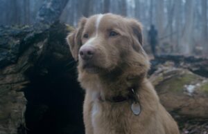 Assustador excelente trailer de menino vai pedir: o animal de estimação passa? Assustador excelente trailer de menino vai pedir: o animal de estimação passa?