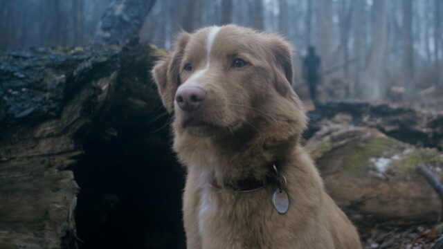 Assustador excelente trailer de menino vai pedir: o animal de estimação passa? 

