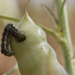Budworm nativo faz uma marcha para as colheitas de trigo no norte do Wheatbelt
