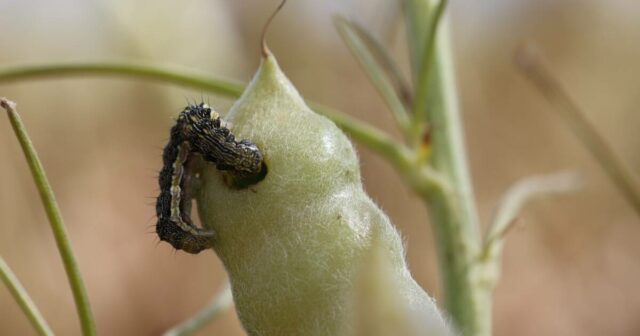 Budworm nativo faz uma marcha para as colheitas de trigo no norte do Wheatbelt

