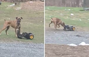 Cão de estimação consumido com mineiro de brinquedo, ele pressiona e vai depois de ganhar ‘animal de estimação da semana’ da Wins ‘Family’ Cão de estimação consumido com mineiro de brinquedo, ele pressiona e vai depois de ganhar 'animal de estimação da semana' da Wins 'Family'