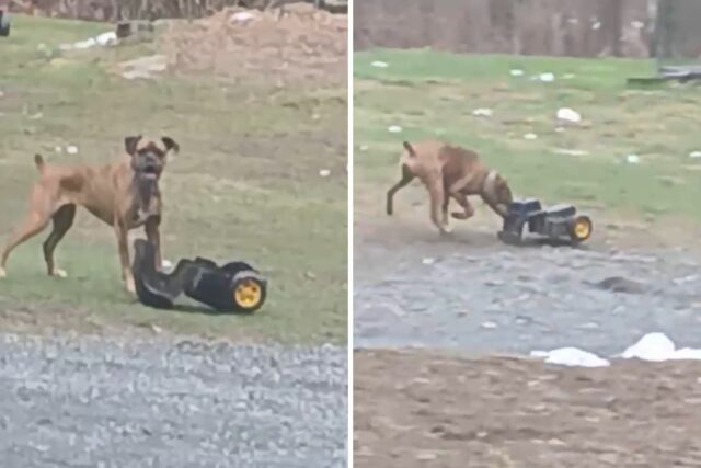 Cão de estimação consumido com mineiro de brinquedo, ele pressiona e vai depois de ganhar 'animal de estimação da semana' da Wins 'Family' 

