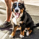 Caro Abby: Eu quero ajudar minha filha com seu bebê - mas estou com medo do cachorro deles