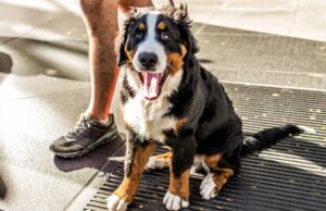 Caro Abby: Eu quero ajudar minha filha com seu bebê – mas estou com medo do cachorro deles Caro Abby: Eu quero ajudar minha filha com seu bebê - mas estou com medo do cachorro deles