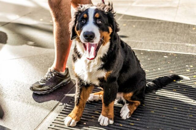 Caro Abby: Eu quero ajudar minha filha com seu bebê - mas estou com medo do cachorro deles

