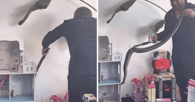 Choque como 'um dos maiores eslitras de cobras pretas na sala de jogos infantis

