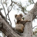 Um coala afetado por incêndios em bushfires é liberado de volta ao arco -nativo em 21 de fevereiro de 2020, após tratamento no Kangaroo Island Wildlife Park, em Parndana, Austrália.