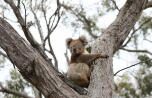 Coalas a serem vacinados contra a clamídia mortal no mundo primeiro Um coala afetado por incêndios em bushfires é liberado de volta ao arco -nativo em 21 de fevereiro de 2020, após tratamento no Kangaroo Island Wildlife Park, em Parndana, Austrália.