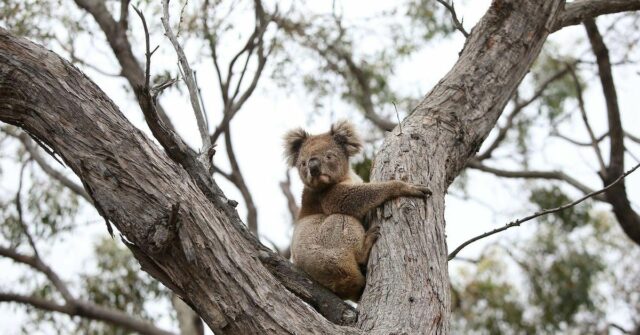 Um coala afetado por incêndios em bushfires é liberado de volta ao arco -nativo em 21 de fevereiro de 2020, após tratamento no Kangaroo Island Wildlife Park, em Parndana, Austrália.