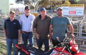 Concurso de NewDegate Ewe Hogget Um grande cartão para produtores comerciais Concurso de NewDegate Ewe Hogget Um grande cartão para produtores comerciais