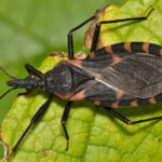 Trypanosoma Cruzi