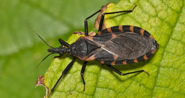 Trypanosoma Cruzi