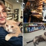 Conheça o gato da loja de Nova York trabalhando por mais de uma década - uma das dezenas de trabalhadores felinos perfilados em um novo livro