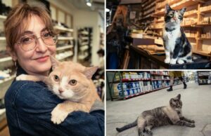 Conheça o gato da loja de Nova York trabalhando por mais de uma década – uma das dezenas de trabalhadores felinos perfilados em um novo livro Conheça o gato da loja de Nova York trabalhando por mais de uma década - uma das dezenas de trabalhadores felinos perfilados em um novo livro