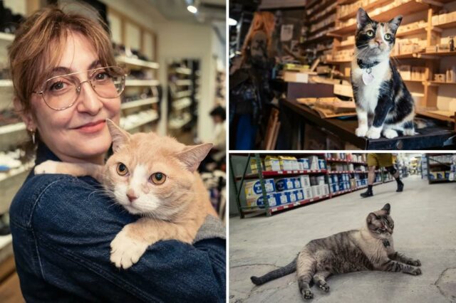 Conheça o gato da loja de Nova York trabalhando por mais de uma década - uma das dezenas de trabalhadores felinos perfilados em um novo livro

