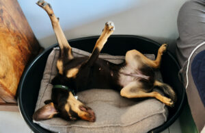Corações derretem como resgate Young Puppy dezenas com a barriga completa em ‘casa amorosa’ Corações derretem como resgate Young Puppy dezenas com a barriga completa em 'casa amorosa'