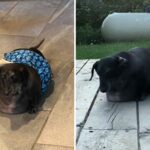 Dachshund recusou, considerando um enorme 37 libras- atualmente ele é indistinguível