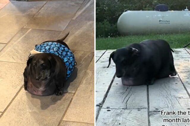 Dachshund recusou, considerando um enorme 37 libras- atualmente ele é indistinguível 

