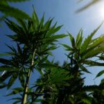 Dar Big Weed um impulso de negócios trará mais violência perturbada - como em Minnesota