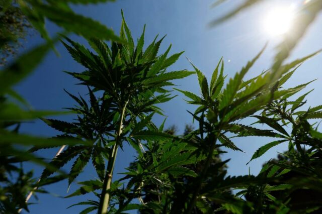Dar Big Weed um impulso de negócios trará mais violência perturbada - como em Minnesota

