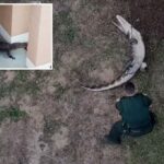 Deputados LASSO HULKING, Gator de 1,80 metro no pátio do residente, lutará no cruzador em vídeo selvagem: 'Um clássico da Flórida!'