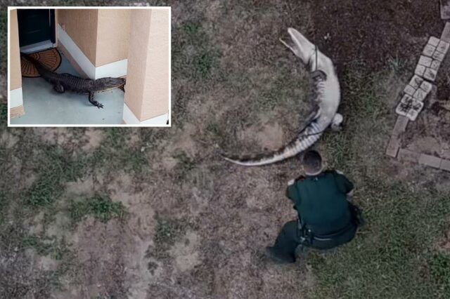 Deputados LASSO HULKING, Gator de 1,80 metro no pátio do residente, lutará no cruzador em vídeo selvagem: 'Um clássico da Flórida!'

