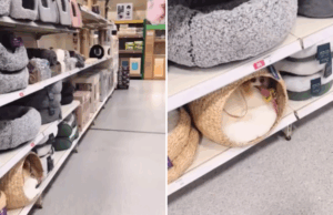 Destinos da pomerania algo ele como na loja de cães de estimação- proprietários confiados a nenhuma opção Destinos da pomerania algo ele como na loja de cães de estimação- proprietários confiados a nenhuma opção