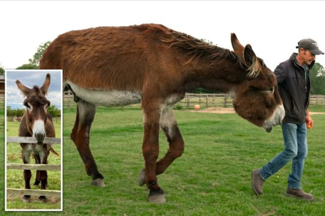 Um homem andando ao lado de Derrick, o burro recorde, em um campo gramado.
