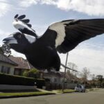 Magpies geralmente se destacam para a ala de ameaças para seus filhotes. Observe que este não é o pega em questão.