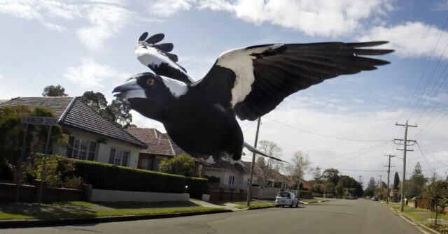 Magpies geralmente se destacam para a ala de ameaças para seus filhotes. Observe que este não é o pega em questão.