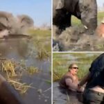 Elephant cobra em turistas, empurra a mulher debaixo d'água após a festa desvios muito perto de seus bezerros: vídeo