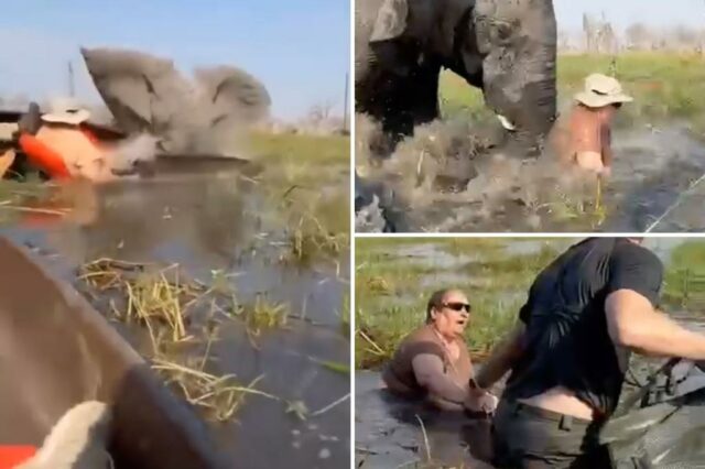 Elephant cobra em turistas, empurra a mulher debaixo d'água após a festa desvios muito perto de seus bezerros: vídeo

