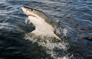 Especialistas lançam alerta depois de observar mudanças desconcertantes nos fantásticos hábitos de tubarão branco: ‘algo que precisamos aprovar’ Yahoo news home